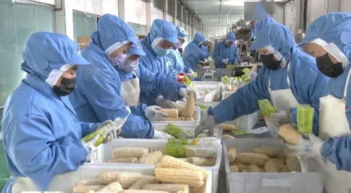 復工復產“加速跑” 北安華升喚醒速凍食品與保健食品產能